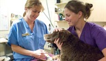 Urgentni veterinarji: stažisti