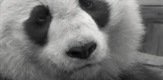 Potres: Spašavanje panda