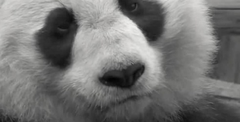 Potres: Spašavanje panda