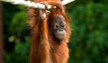 Spasavanje orangutana