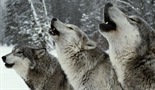 Život sa vukovima