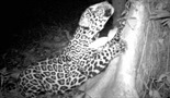 Oni vrebaju noću: Zaseda za jaguara