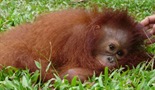 Ostrvo orangutana