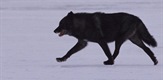 Uspon crnog vuka