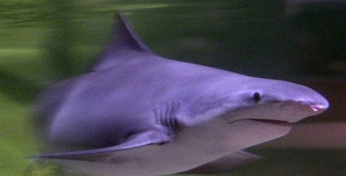 Najčudnije životinje: Morski psi