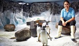 Pingvini u avionu Transport životinja