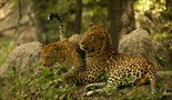Nevjerojatni leopard