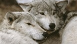 Život sa vukovima