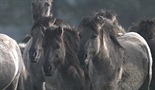 Posljednji europski divlji konji