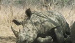 Nigelova pustolovina s nosorozima