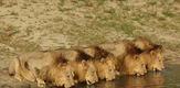 Lions of Sabi Sand