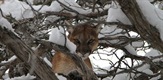 Puma protiv vuka