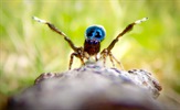 Awkwafina otkriva najmanje heroje na Zemlji u najavi "A Real Bug's Life"