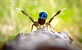 Awkwafina otkriva najmanje heroje na Zemlji u najavi "A Real Bug's Life"