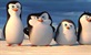 Upoznajte mlade Pingvine s Madagaskara!