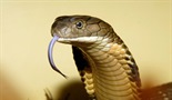 Kraljevska kobra