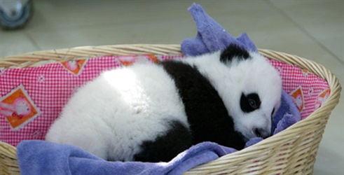 Prva godina u životu pande