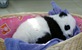 Prva godina u životu pande