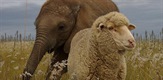 Wild and Woolly - An Elephant and his Sheep