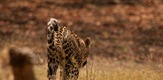 Leopards of Dead Tree Island