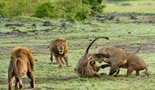 Bojno polje lavova