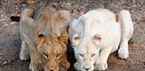 Bijeli lavovi – Rođeni u divljini
