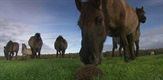 Europe's Last Wild Horses