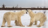 Ljeto polarnog medvjeda