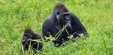 Primeval Forest Adventure - Among Gorillas