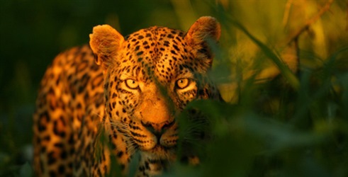 Neverovatni leopard