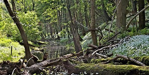Tajne poplavljene šume –Dunavski nacionalni park