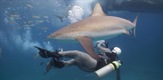 Kako love morski psi