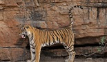 Machli - kraljica tigrova