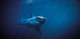 Morski psi ubojice