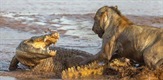 Lions of Crocodile River