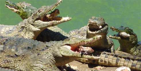 Krokodili i njihov plijen
