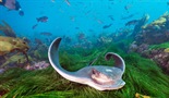 More nade: Američka podvodna blaga