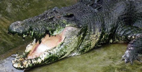 Man-Eating Super Croc