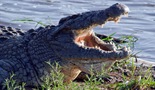 Okruženi krokodil
