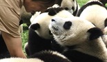 Dnevnik razmnožavanja panda