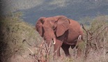 Rat za slonovaču