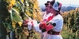 U zjenici sunca - Hrvatsko vinogradarstvo i vinarstvo