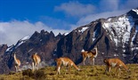 Wild Faces of the Andes