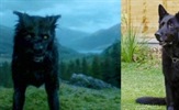 Želite li udomiti umiljatog psa iz filma "Harry Potter"?