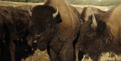 Američki bizon uzvraća udarac