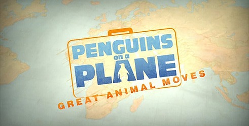 Pingvini u avionu Transport životinja