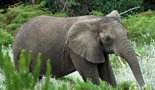 Potraga za Knysna slonovima