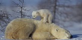Polar Bears & Grizzlies - Bears on Top of the World