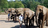 Slonovska obitelj