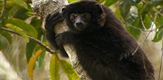 Martin Clunes: Poslednji Lemuri